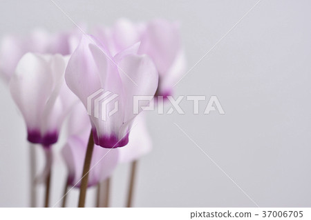 迷你仙客來 37006705