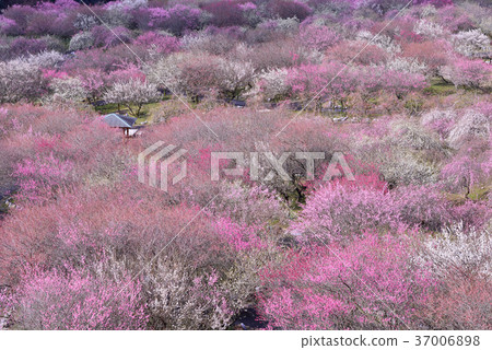 員City市農業園區 員City市農業園區 37006898