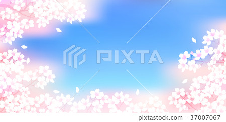 Cherry blossom flower spring background 37007067