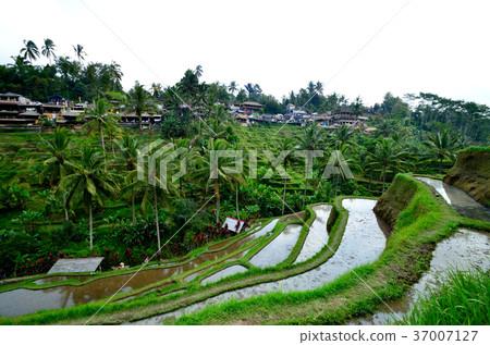 Tegallaran的水稻梯田 Tegallaran的水稻梯田 37007127