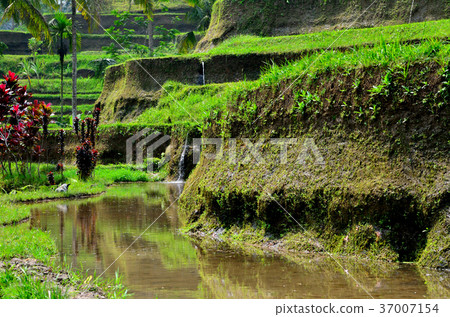 Rice Terrace of Tegallaran Rice Terrace of Tegallaran 37007154