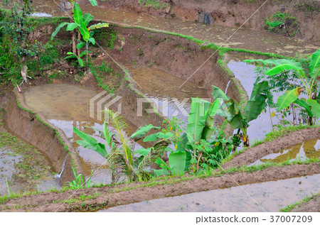 JatiLouis Rice Terrace 37007209