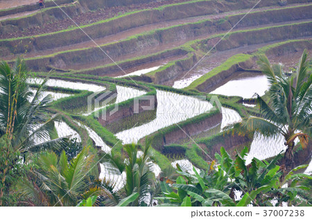 JatiLouis Rice Terrace JatiLouis Rice Terrace 37007238