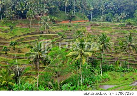 Rice Terrace of Tegallaran Rice Terrace of Tegallaran 37007256