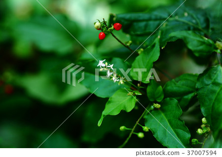 Juze珊瑚花和果子 37007594