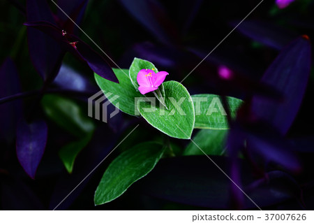 Murasakigoten flowers Murasakigoten flowers 37007626