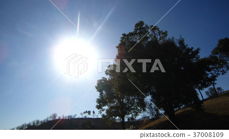 夕陽 37008109