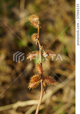 "Onami fir" oval fruit that sticks to clothes "Onami fir" oval fruit that sticks to clothes 37008135