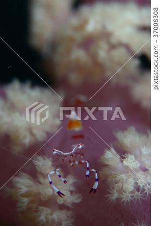 Red-faced red fish Red-faced red fish 37008308