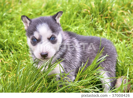 siberian husky siberian husky 37008426