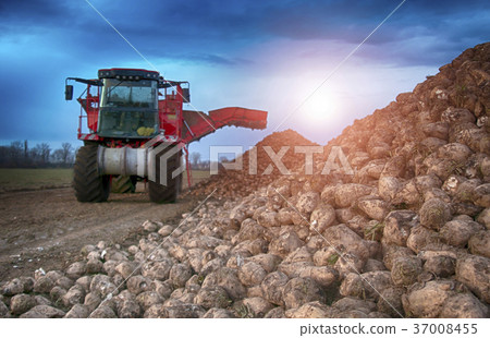 sugar beet harvesting sugar beet harvesting 37008455