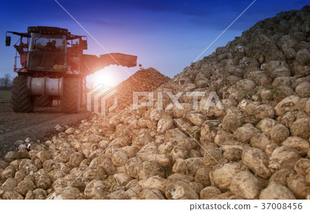 sugar beet harvesting sugar beet harvesting 37008456