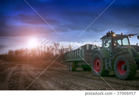 sugar beet harvesting sugar beet harvesting 37008457