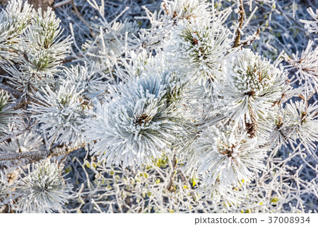 Close-up of snowy conifer tree in winter time Close-up of snowy conifer tree in winter time 37008934