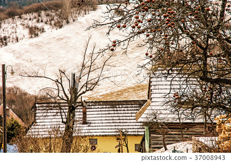 Apple tree and wooden houses in Vlkolinec village 37008943