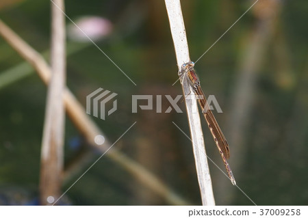 大津博（男） 37009258