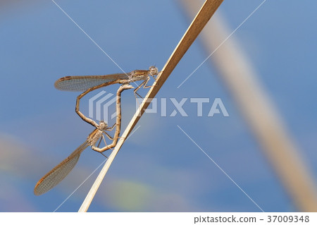 Otsunen Tonbo（交配） 37009348