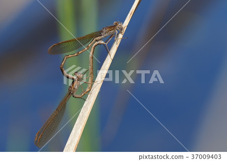 Otsunen Tonbo（交配） 37009403