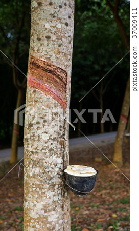 Close up of tapping from rubber tree plantation. 37009411
