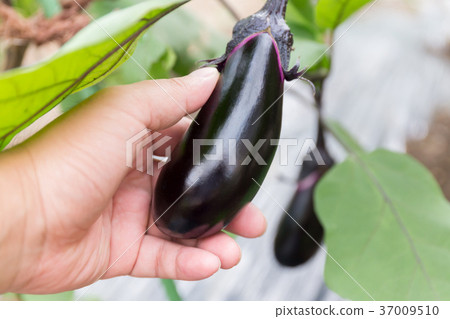 Eggplant harvest (home garden) 37009510