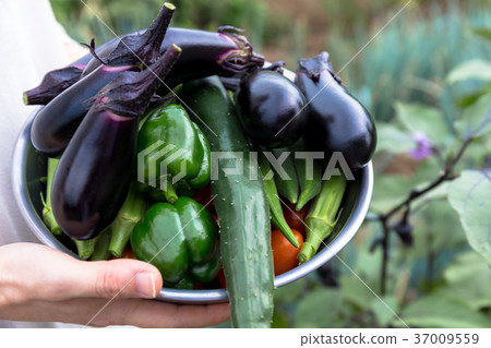 Harvest of summer vegetables (home garden) 37009559