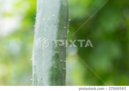Cucumber (home garden) 37009563