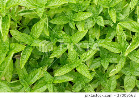 Basil (home garden) Basil (home garden) 37009568