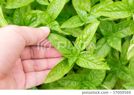 Basil (home garden) 37009569