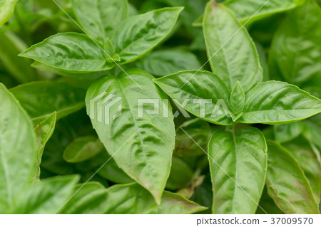 羅勒（家庭花園） 37009570