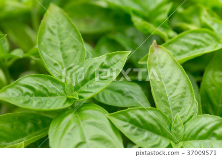 羅勒（家庭花園） 37009571