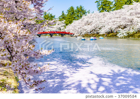 弘前公園的櫻花 弘前公園的櫻花 37009584