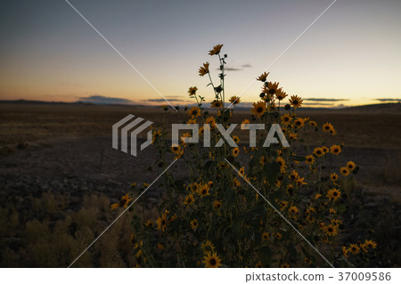 Prairie Sunflowers after sunset Prairie Sunflowers after sunset 37009586
