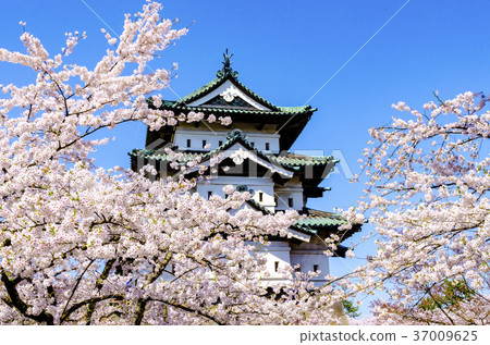 Cherry blossoms at Hirosaki Park 37009625
