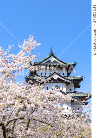 Cherry blossoms at Hirosaki Park Cherry blossoms at Hirosaki Park 37009631