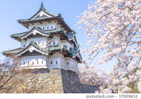 弘前公園的櫻花 弘前公園的櫻花 37009632