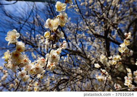The branches of white plum blossoms are in full bloom, and the clear blue sky above the plum grove in Omiya Park creates a beautiful spring scene. The branches of white plum blossoms are in full bloom, and the clear blue sky above the plum grove in Omiya Park creates a beautiful spring scene. 37010164