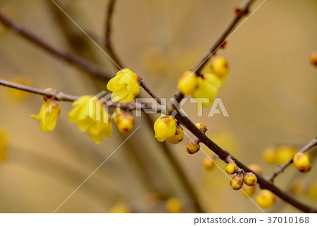 The scent of yellow winter sweet fills the winter sky; the gently colored small flowers and buds adorn Omiya Second Park. The scent of yellow winter sweet fills the winter sky; the gently colored small flowers and buds adorn Omiya Second Park. 37010168