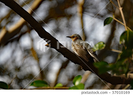 一隻野生鳥兒棲息在沐浴著斑駁陽光的樹枝上;一隻安靜的棕耳鵯在美麗的大宮公園中舒展著翅膀。 一隻野生鳥兒棲息在沐浴著斑駁陽光的樹枝上;一隻安靜的棕耳鵯在美麗的大宮公園中舒展著翅膀。 37010169