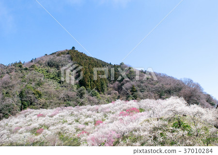 Mt. Takao Takao Umezo Kinoshita Bairin (Kesadowabirin) Mt. Takao Takao Umezo Kinoshita Bairin (Kesadowabirin) 37010284