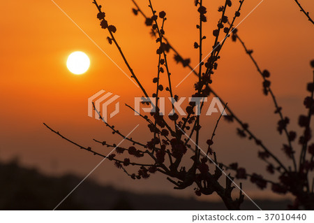 Pukouji梅花， 37010440