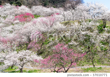 Mt. Takao Takao Umezo Kinoshita Bairin (Kesadowabirin) Mt. Takao Takao Umezo Kinoshita Bairin (Kesadowabirin) 37010771