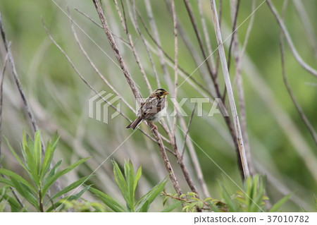 Cojurin's chick 37010782