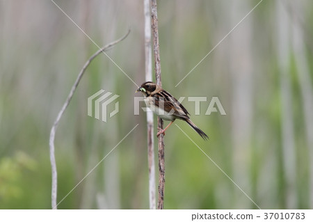 科杜林的女性 科杜林的女性 37010783