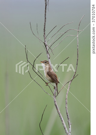 Tweet Coyoteukiri 37010784