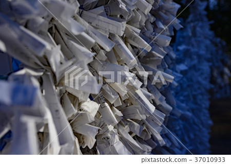 Countless fortune slips tied up in the shrine grounds; a tranquil Japanese scene woven from prayers enveloped in the silence of the shrine. Countless fortune slips tied up in the shrine grounds; a tranquil Japanese scene woven from prayers enveloped in the silence of the shrine. 37010933