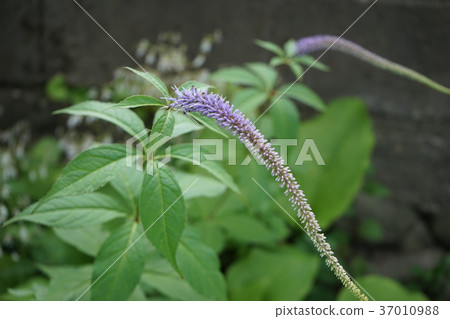 Mountain wild plants of Iwate Mountain wild plants of Iwate 37010988