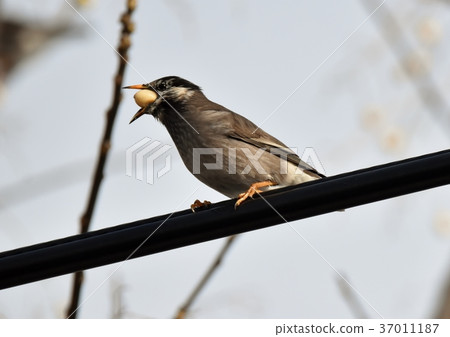 Starling while eating Starling while eating 37011187