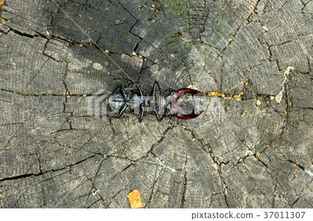 Lucanus cervus view from below. 37011307