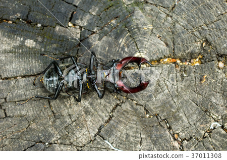 The reverse side of the beetle. Inverted beetle. 37011308