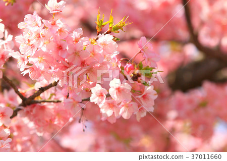 Cherry blossoms 12 in Nishihirahata 37011660